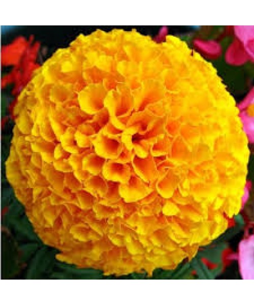 Marigold Absolute Oil 