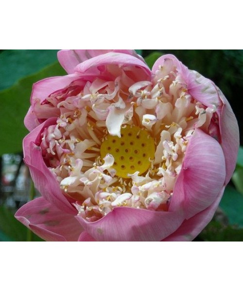 Lotus (Pink) Absolute Oil 