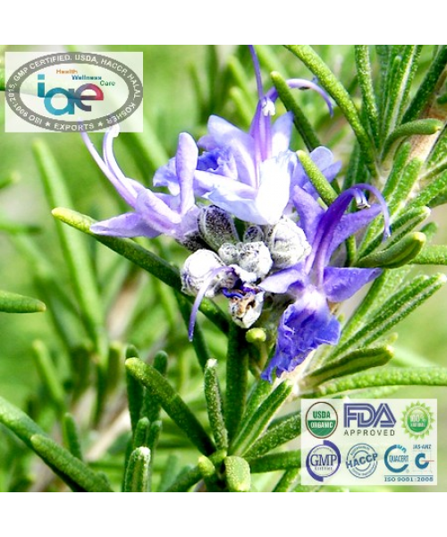 Rosemary Oil 100% Pure & Natural