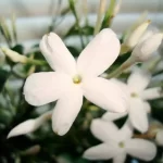 Jasmine Essential oil