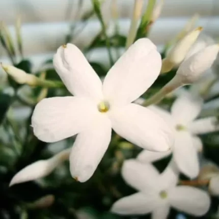Buy Jasmine Essential oil