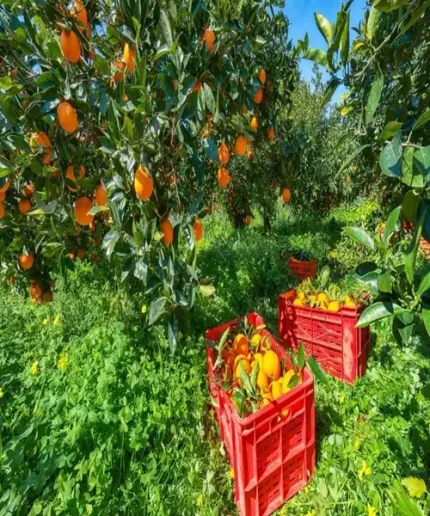Orange Oil Supplier