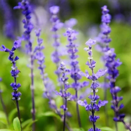 Buy Clary Sage Oil