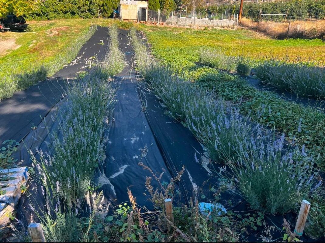 lavender Oil Farms