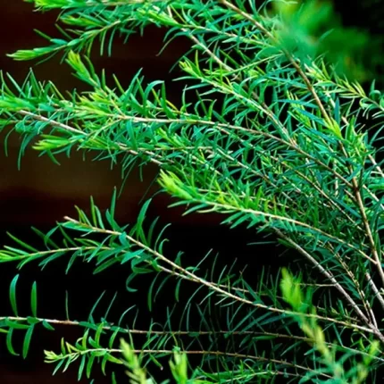 Buy Bulk Wholesale Tea Tree Oil